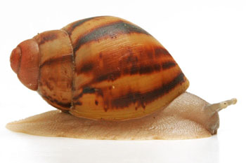 Archachatina marginata cf. suturalis Nigeria typ 3 silver body juvenil